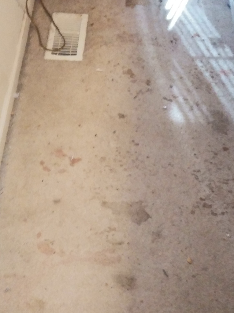 All star carpet cleaning New Boston, MI